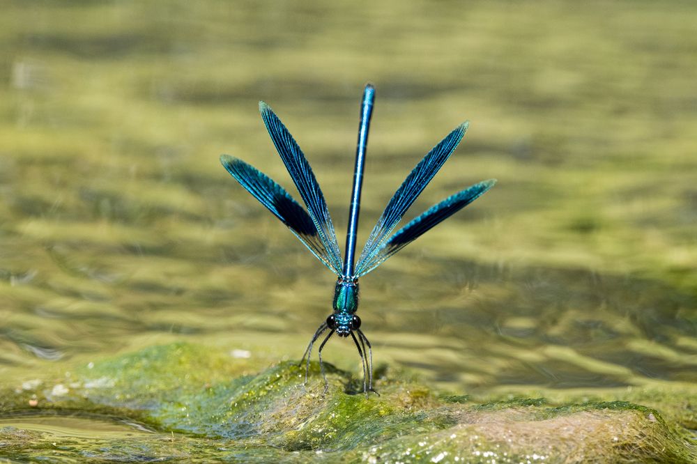 Photograph by Predrag Kostin