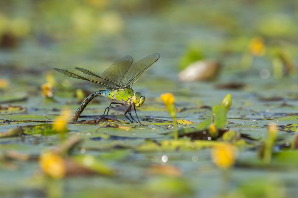 Photograph by Predrag Kostin