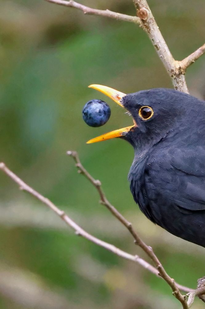 Photograph by Sanjay Risbood