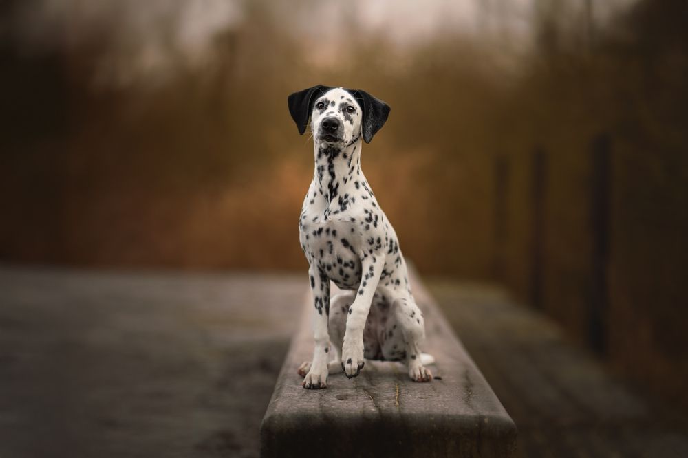 Фотография автора By Meert Eline