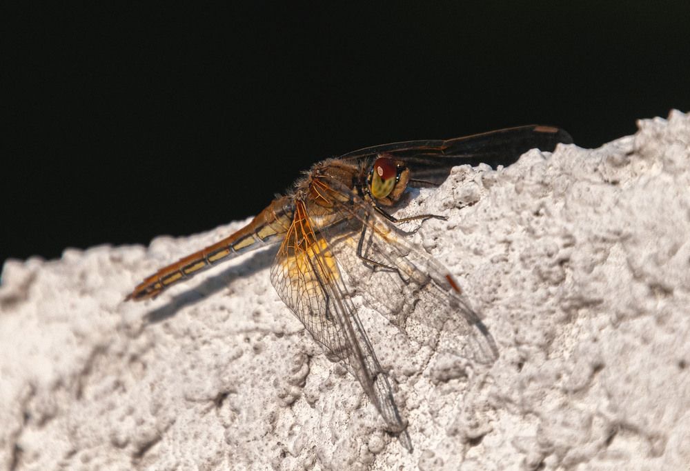 Photograph by Vladimir  Komarov