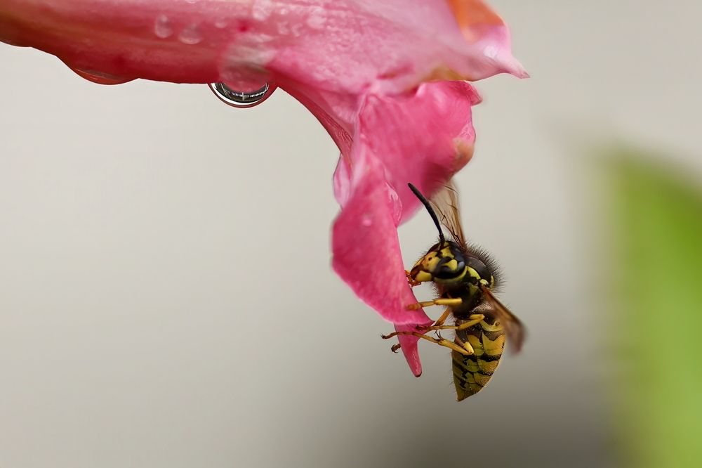 Photograph by Sanjay Risbood