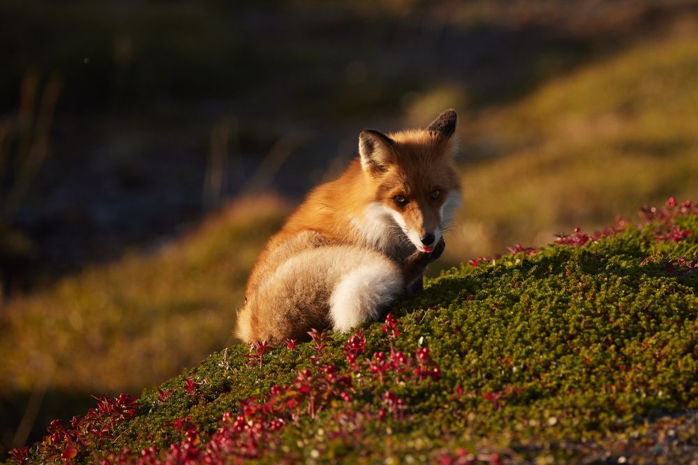 Лиса и шикша