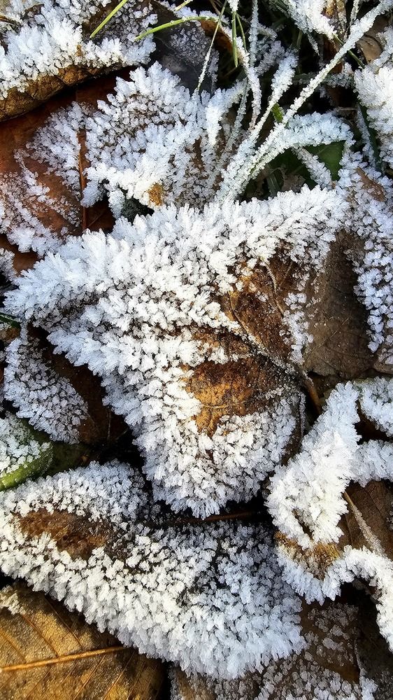 Листочки в шубках.
