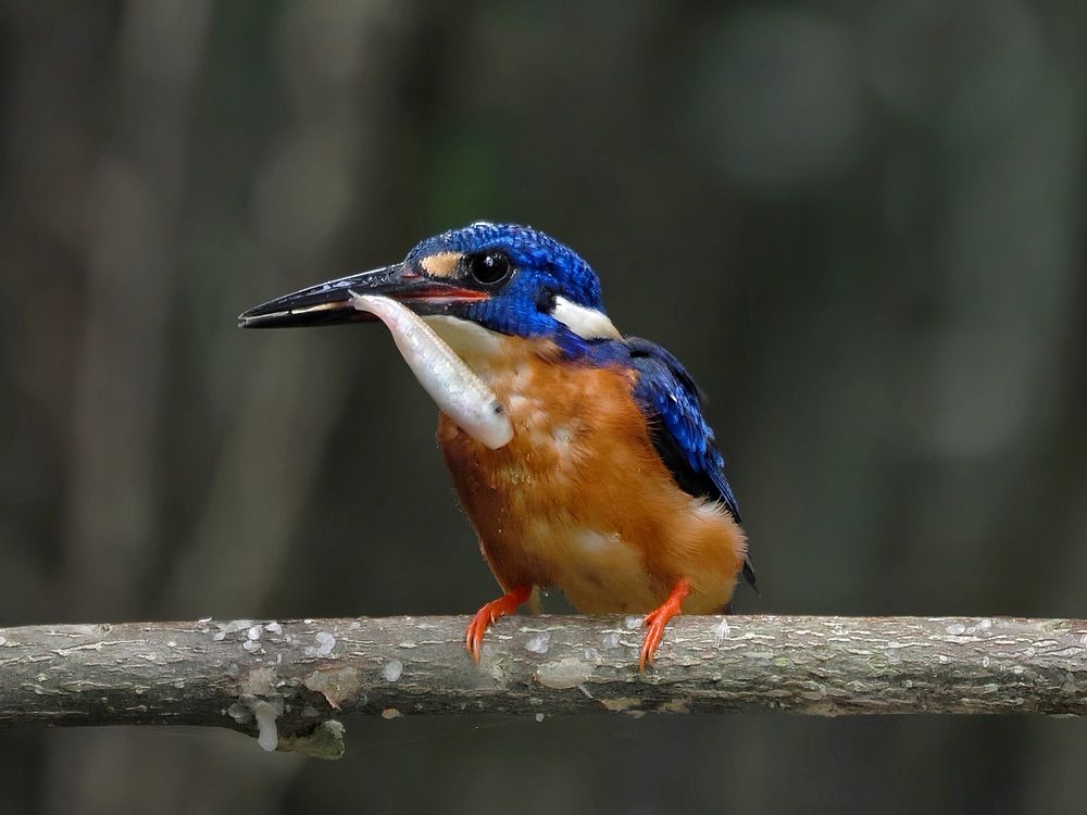 Photograph by Asa Satria Said