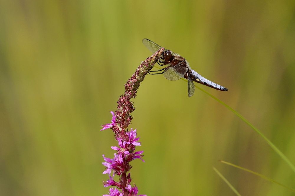 Photograph by Sanjay Risbood