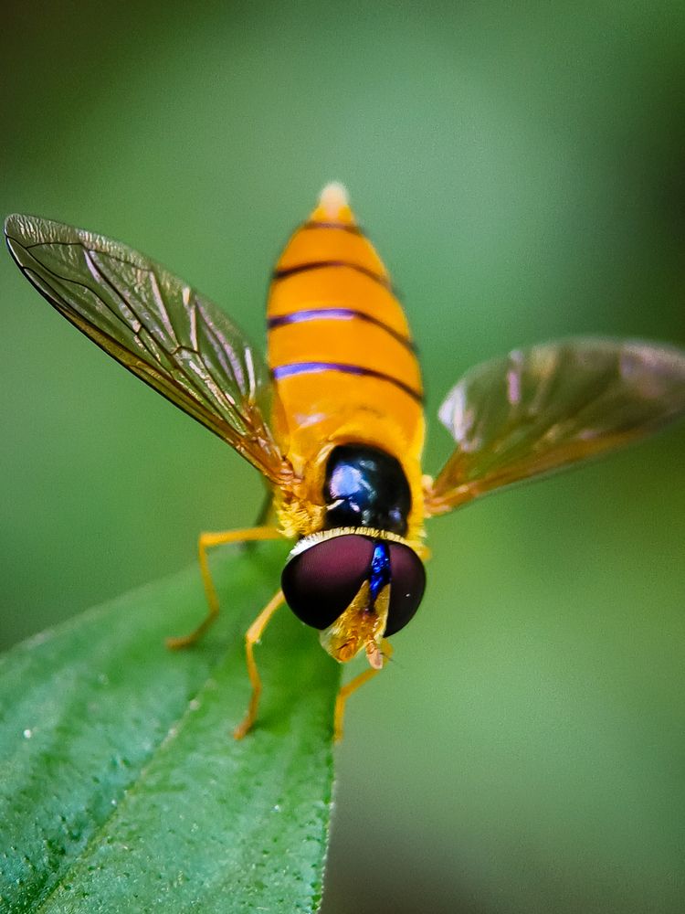 Photograph by Mohd Hasri