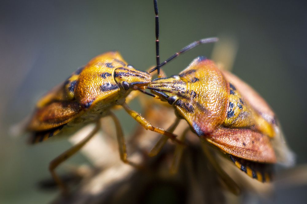 Photograph by Reza Zanganeh