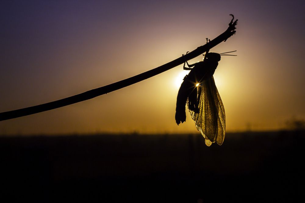 Photograph by Reza Zanganeh