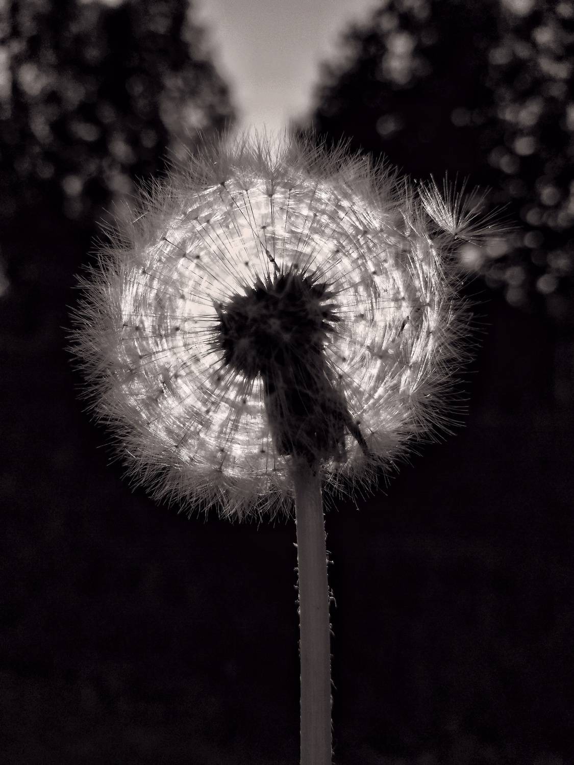 Photo #11880821