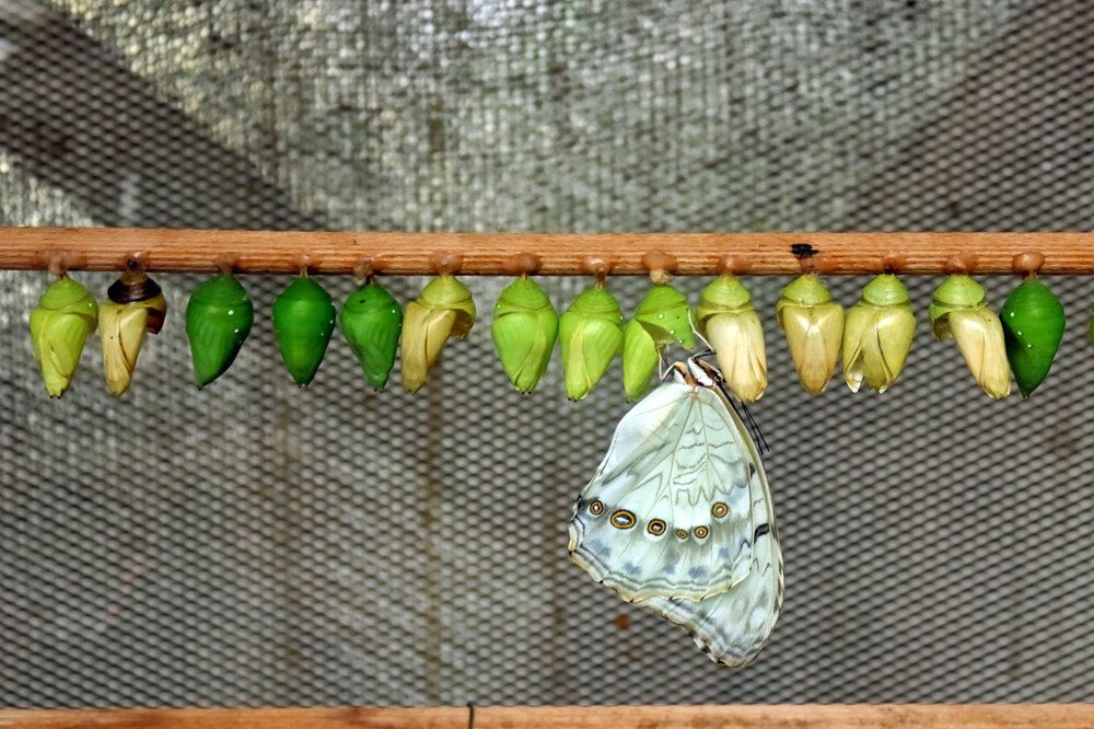 Фотография автора Светлана Долотова