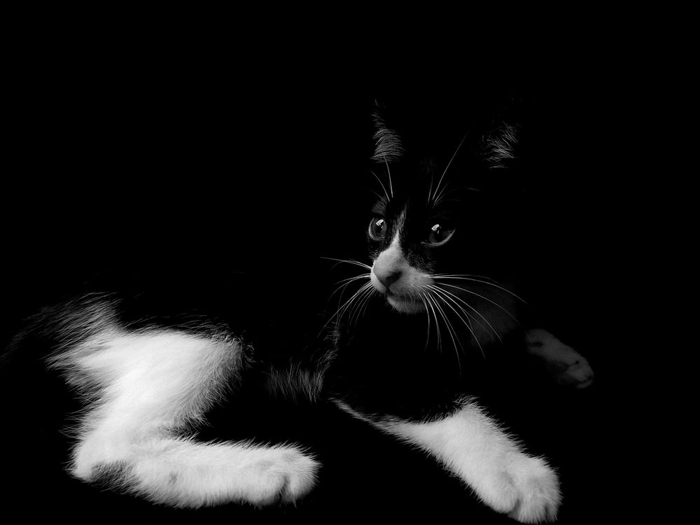A Silent Tale in Monochrome