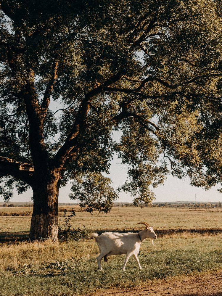 Photograph by Анна Голубцова