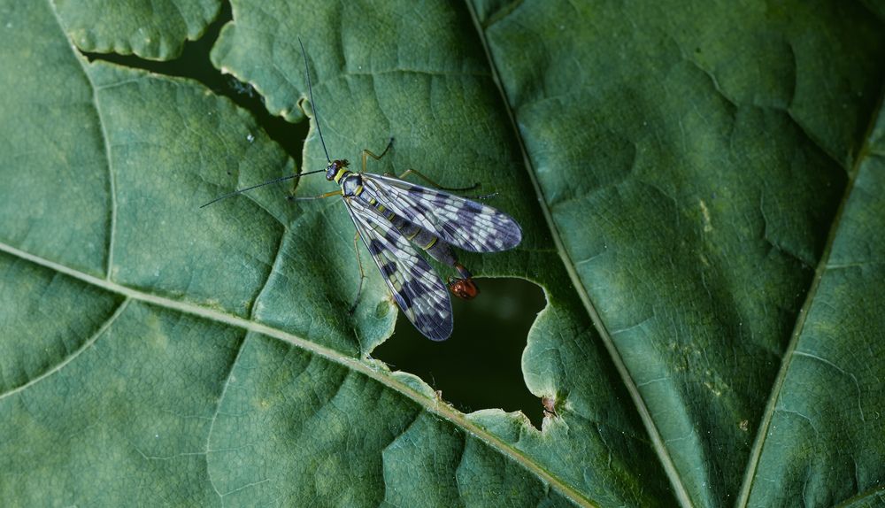 Photograph by Prometej