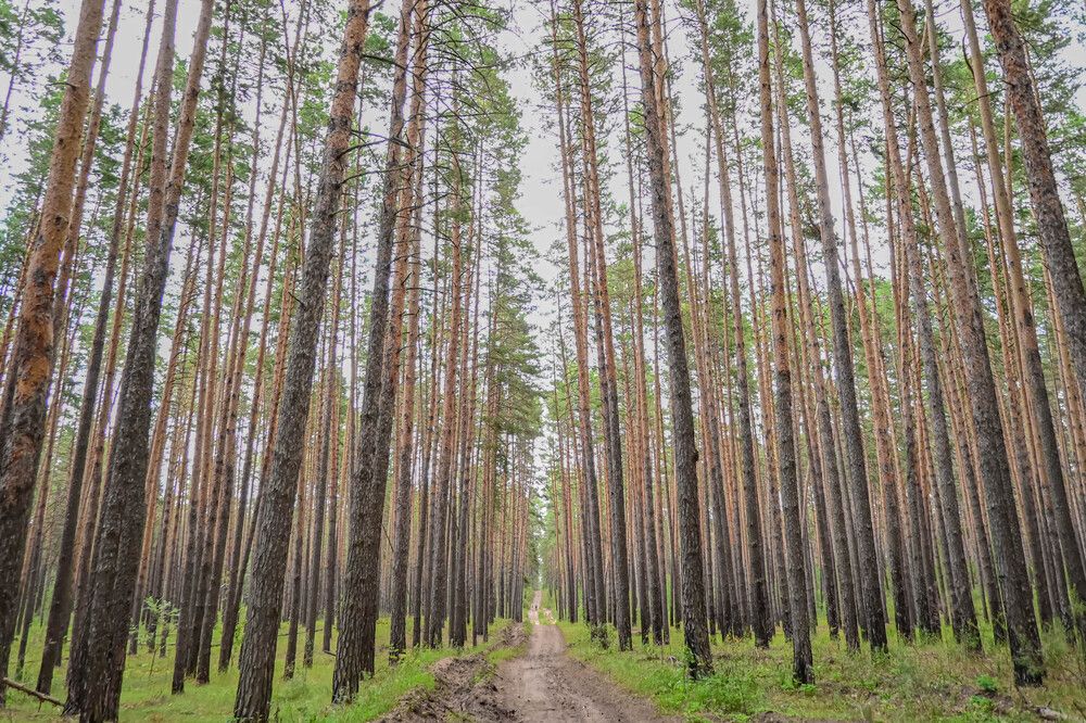 Фотография автора Дарья Ольховская