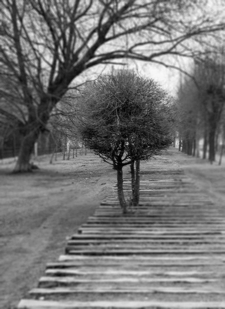 Фотография автора Светлана Поливанова