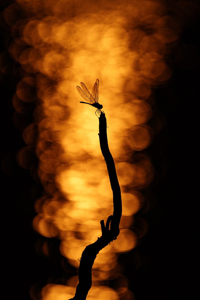 "The Guardian of Twilight"