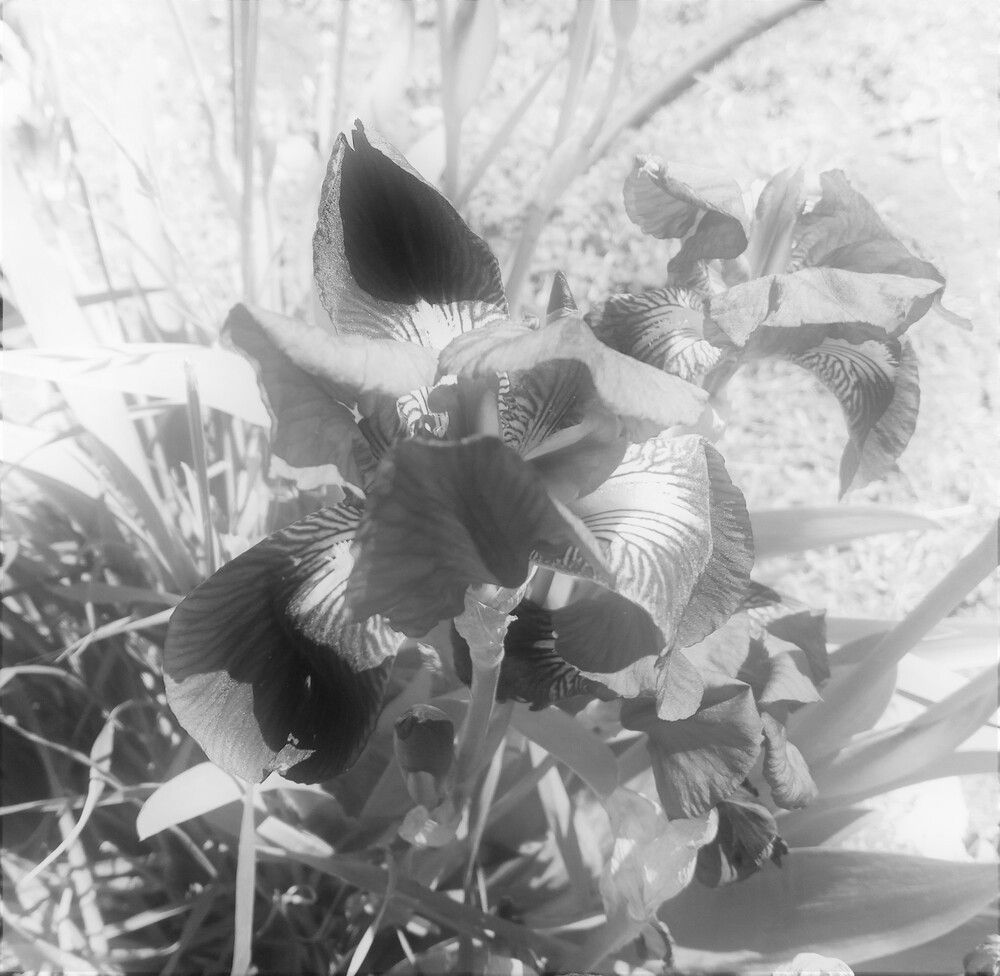 Фотография автора Ася Бабушкина