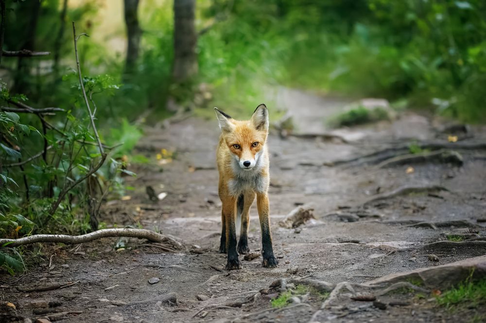 Photograph by Станислав Аристов
