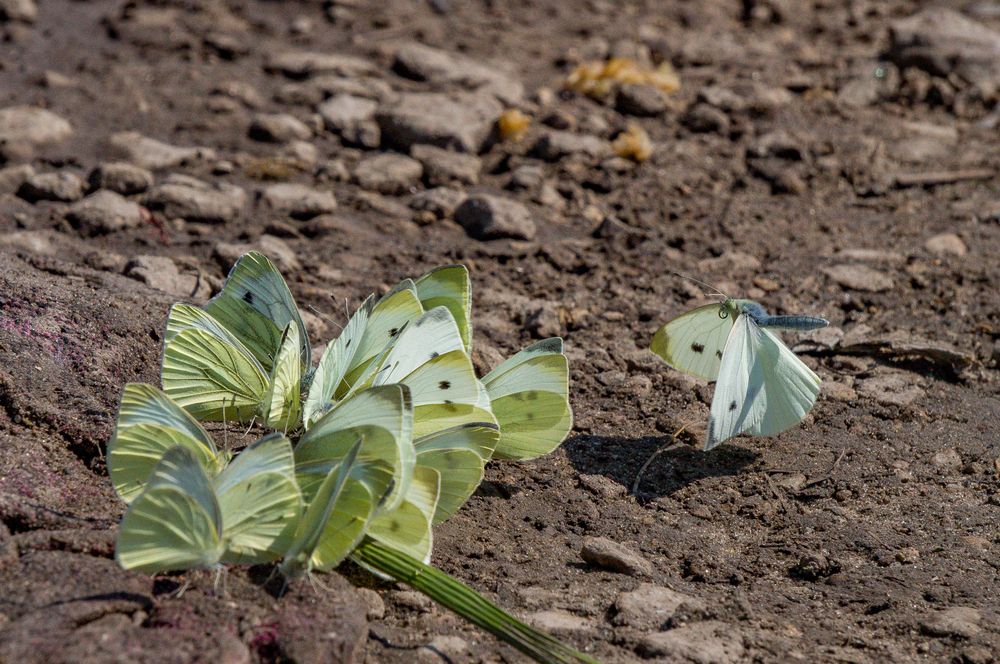 Photograph by Николай