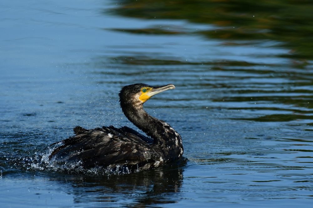 Photograph by Ciornei Simona Maria