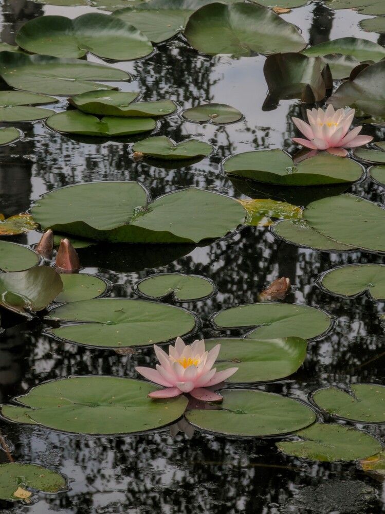 Photograph by Ксения Шилина