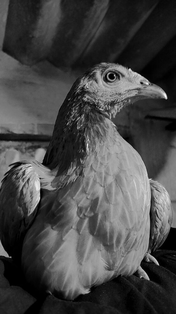 Фотография автора Thamaraikannan.v Thamaraikannan.v