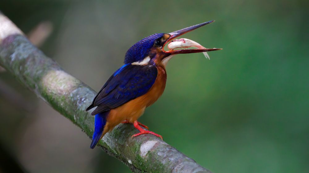 Photograph by thiru vellan