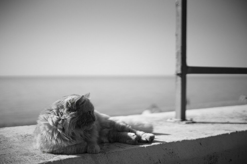 Photograph by Артём Пархоменко