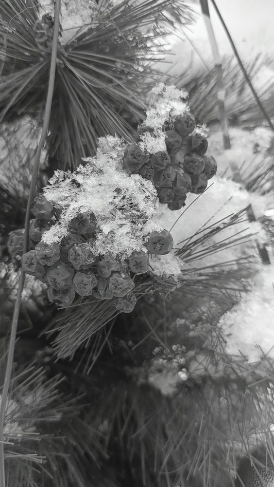 Замершиея ягоды