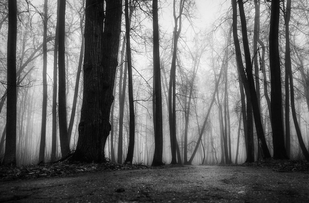 Фотография автора Александр Андреянов