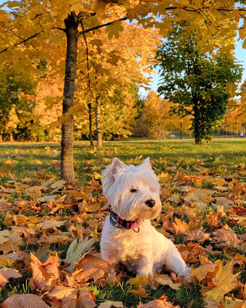 Фотография автора Elena Polonetskaya