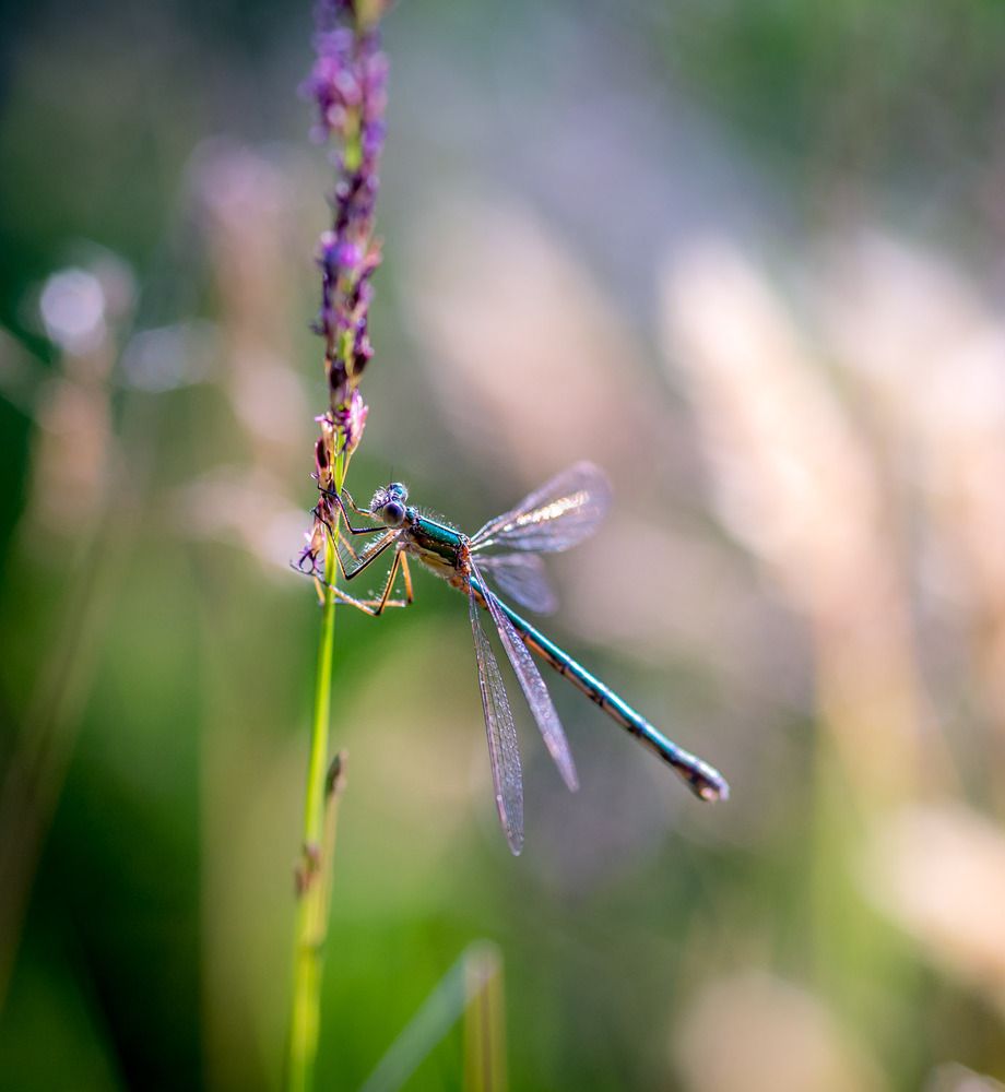 Photograph by Sidsel Tonnessen