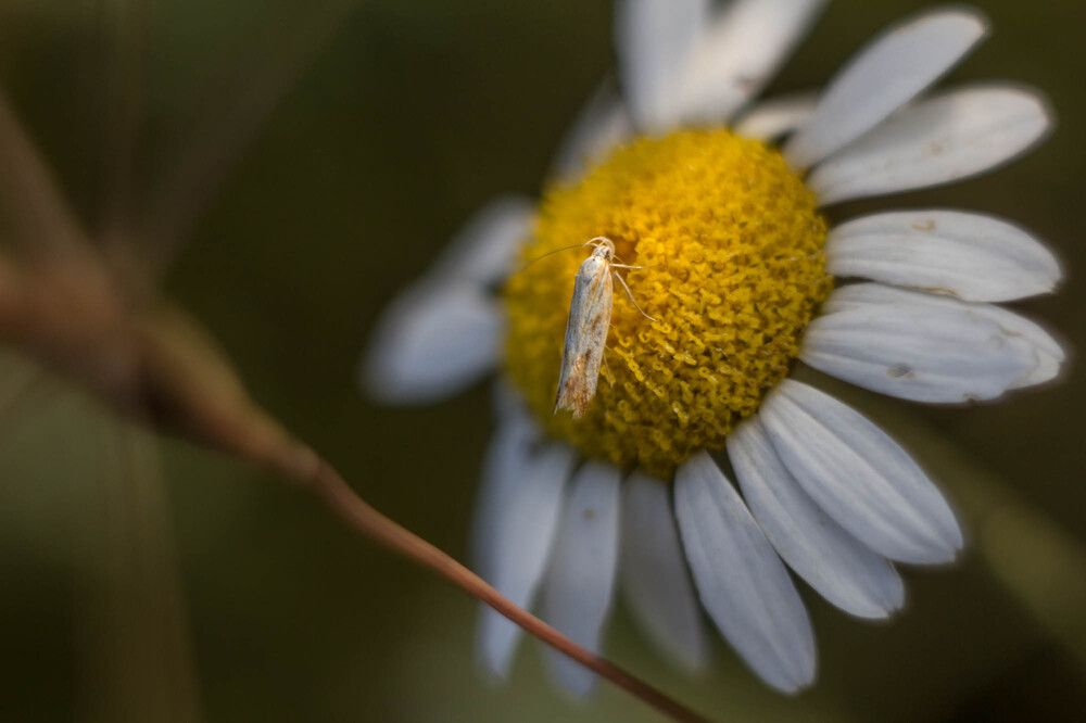 Photograph by Олег Ибрагимов