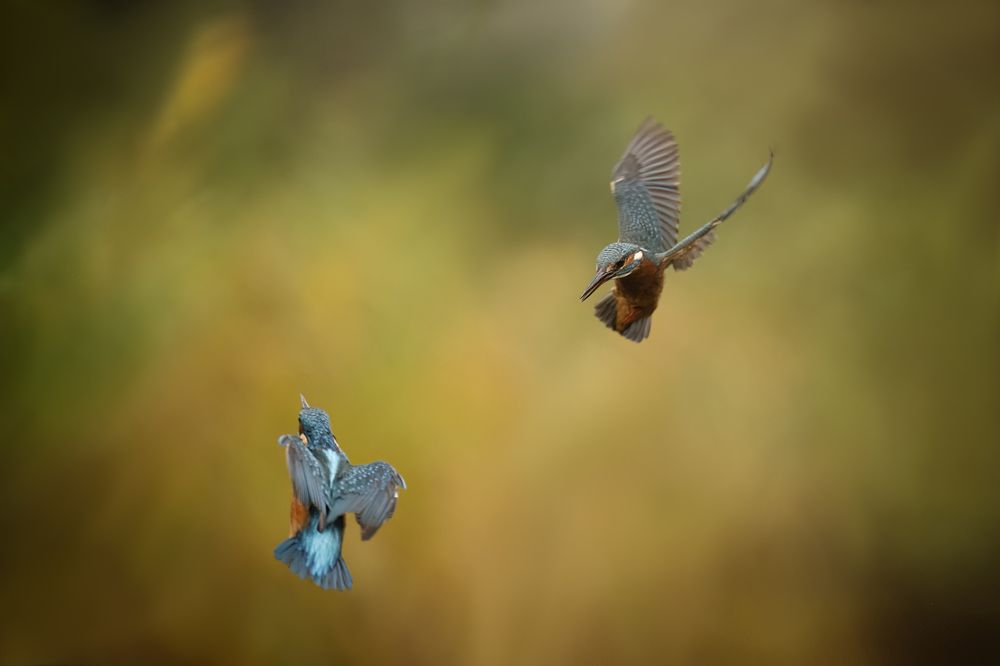 Photograph by Elke Braet