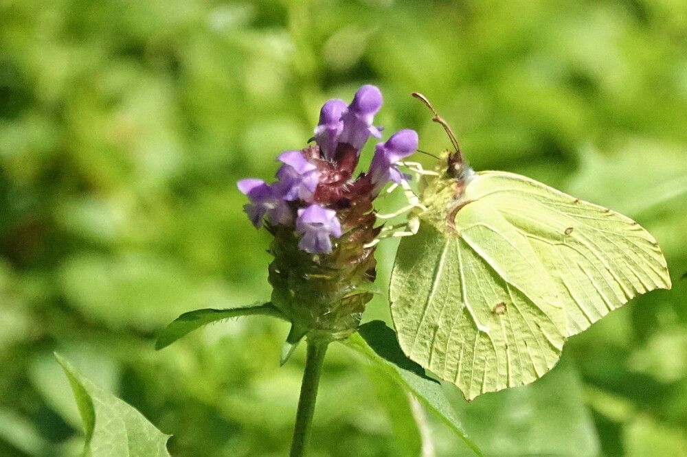 Photograph by jelena konickaja