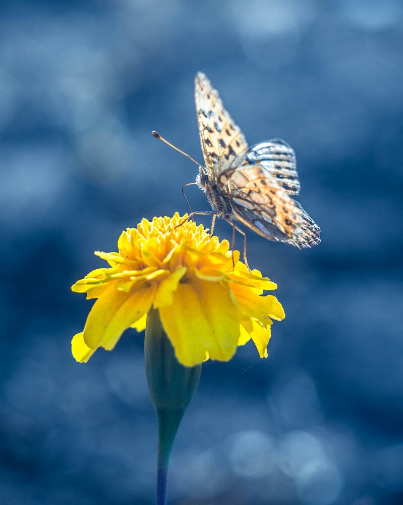 Photograph by Людмила Прибылова