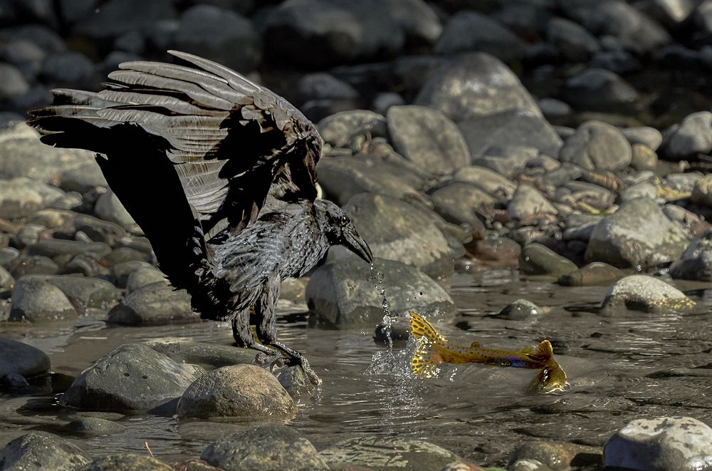 Raven Vs Salmon