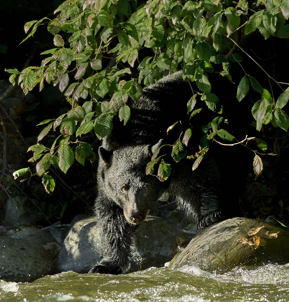 Out from the Shadows