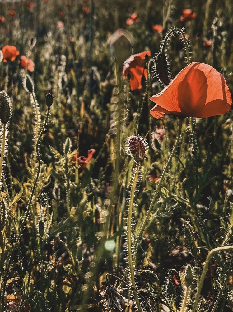 Photograph by Вероника Селюн