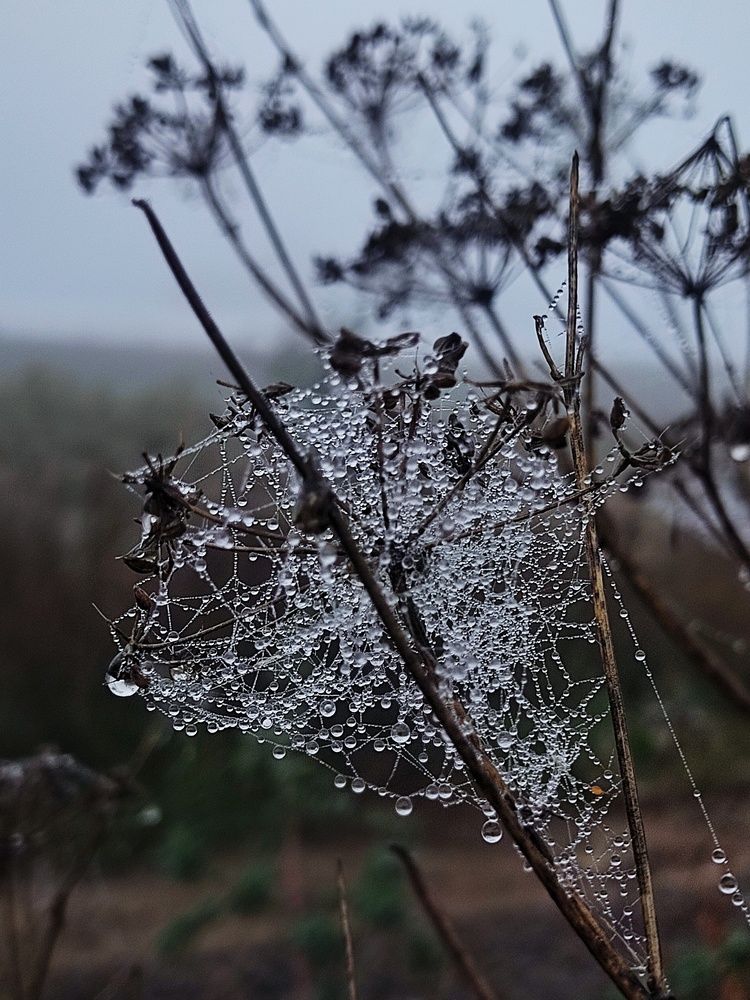 Фотография автора Инга Шевелёва
