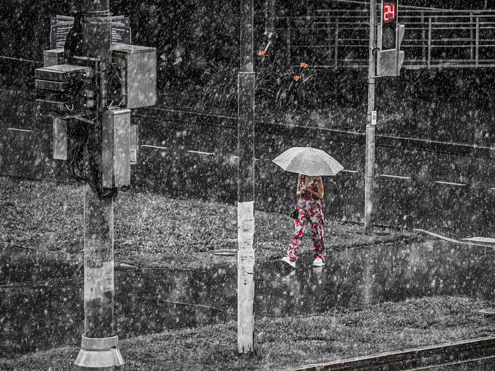 Цветы и дождь