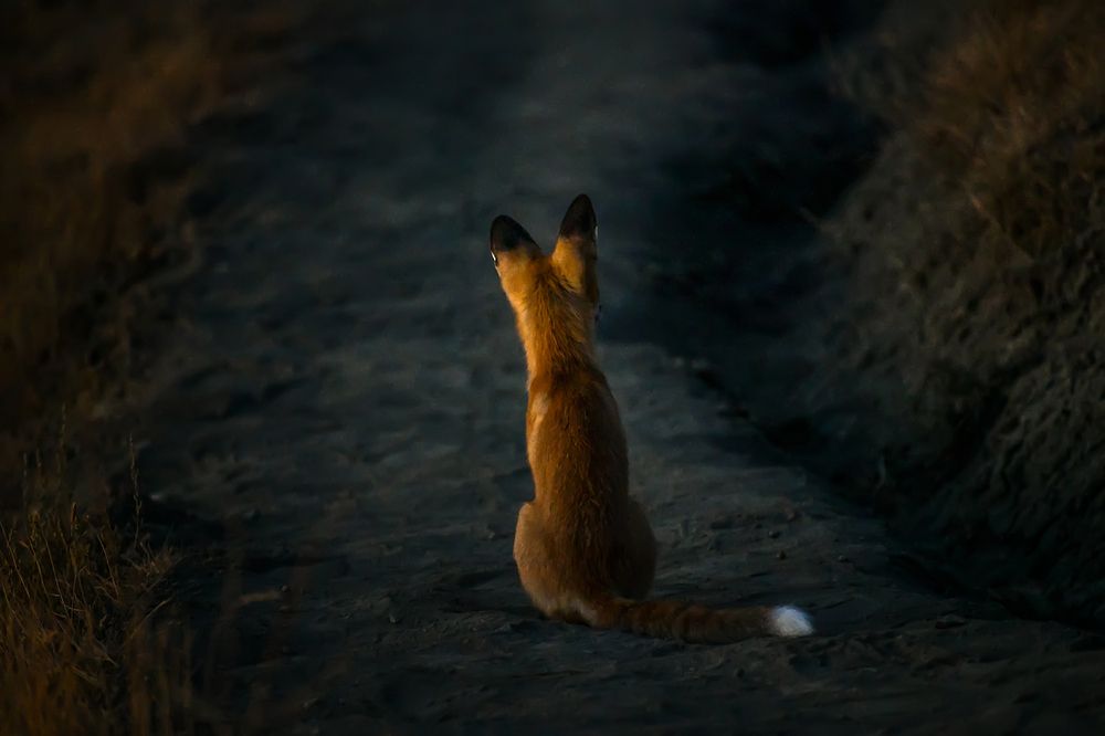 Фотография автора Alexandra Elagina