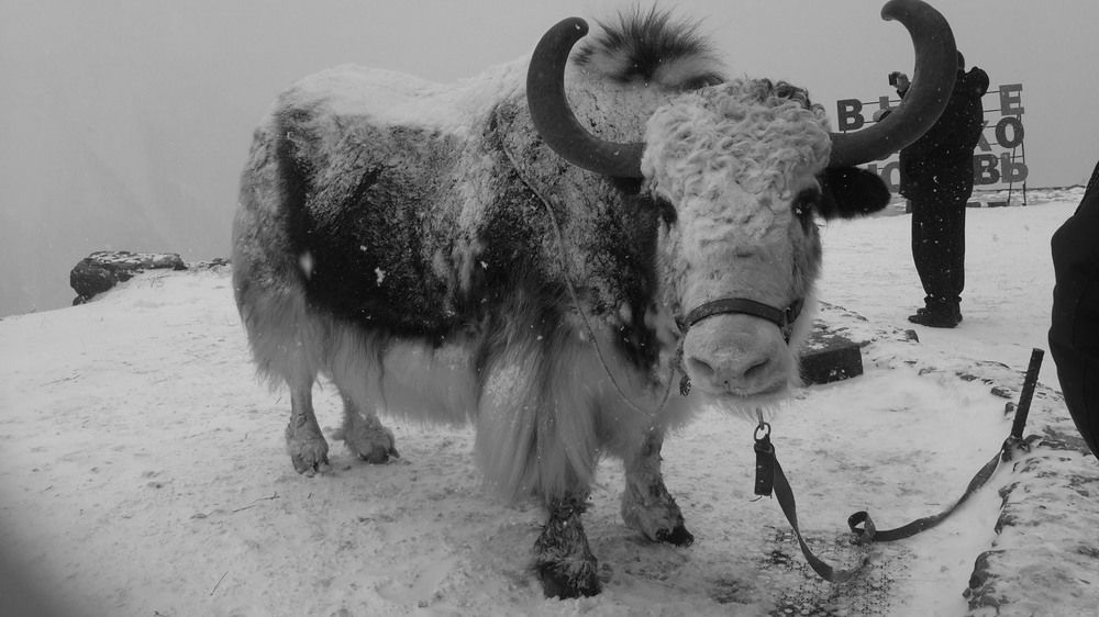 Photograph by Римма Волченко
