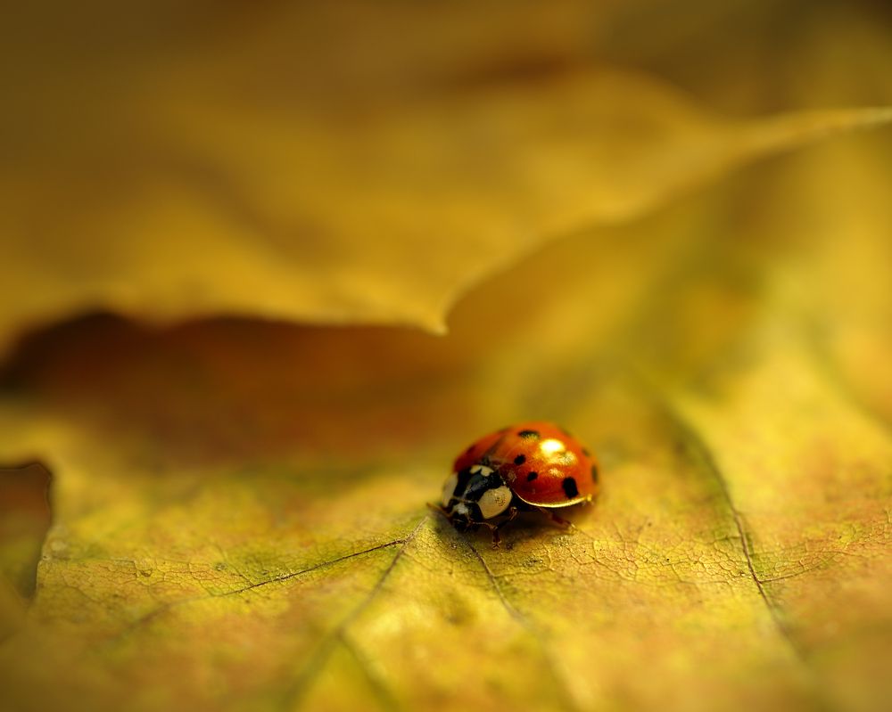 Прогулка среди опавших листьев/A walk among the fallen leaves