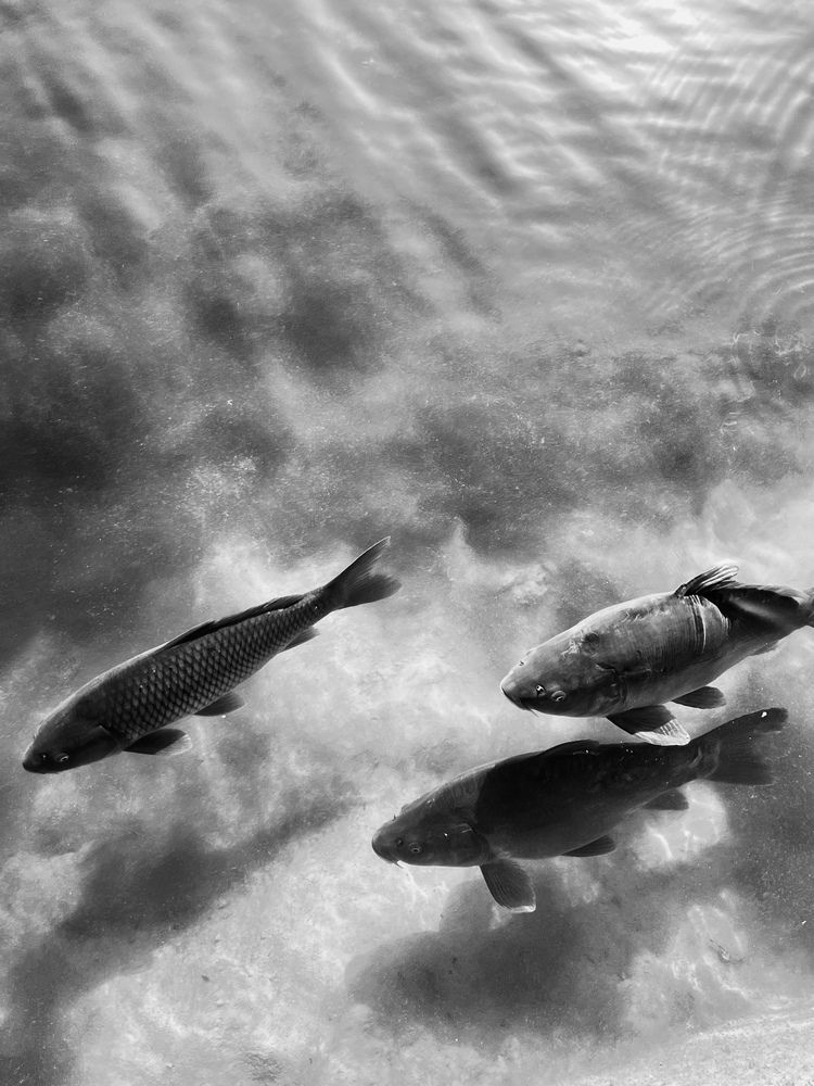 Photograph by Eugenia Schmidt