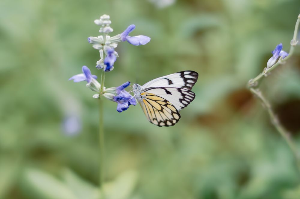 Фотография автора Anna Shchurok