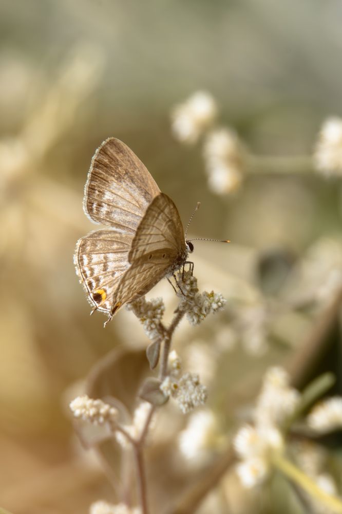 Фотография автора Anna Shchurok