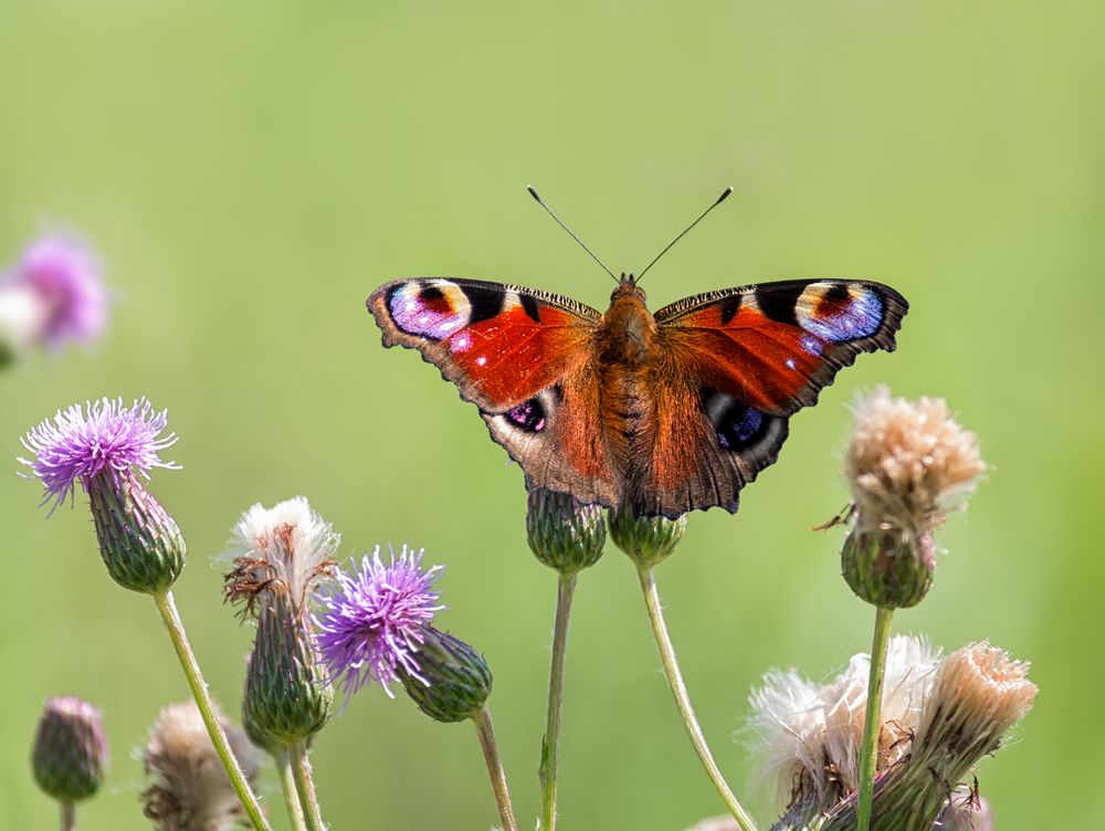 Павлиний глаз.