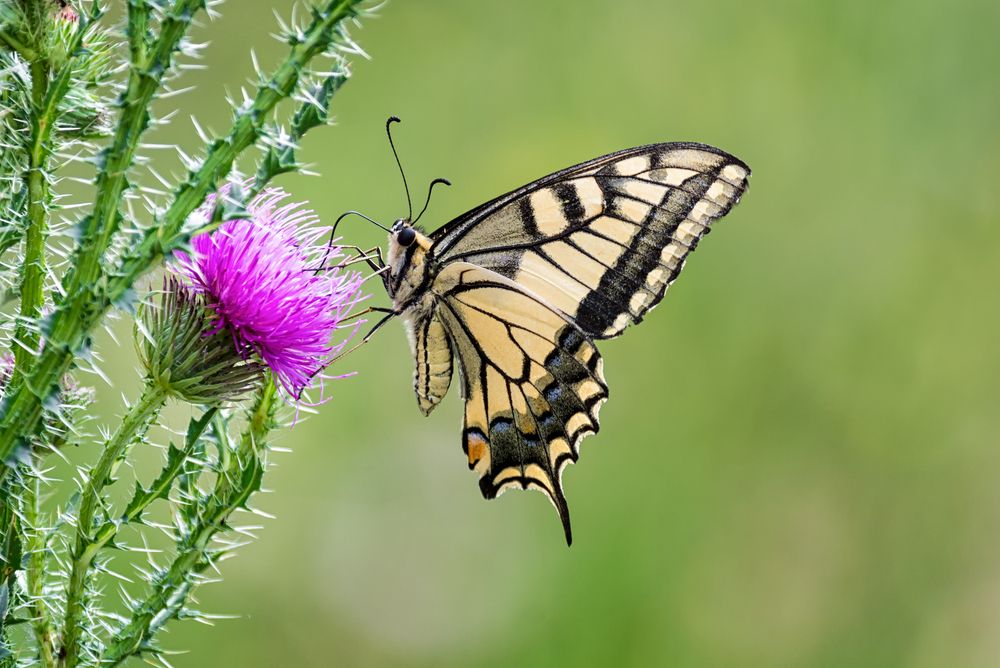 Papilio machaon Linnaeus.